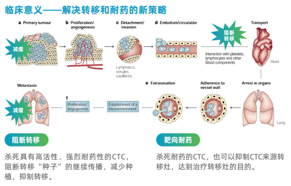 EvoTrace™循环肿瘤细胞测序平台亮相2024肺癌防治学术交流会