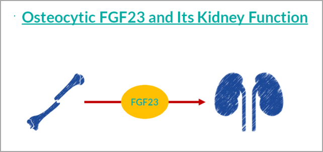 重大突破！研发FGF23项目，精准诊断CKD及CKD-MBD